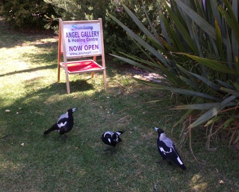 Magpies at Sanctuary Angel Gallery